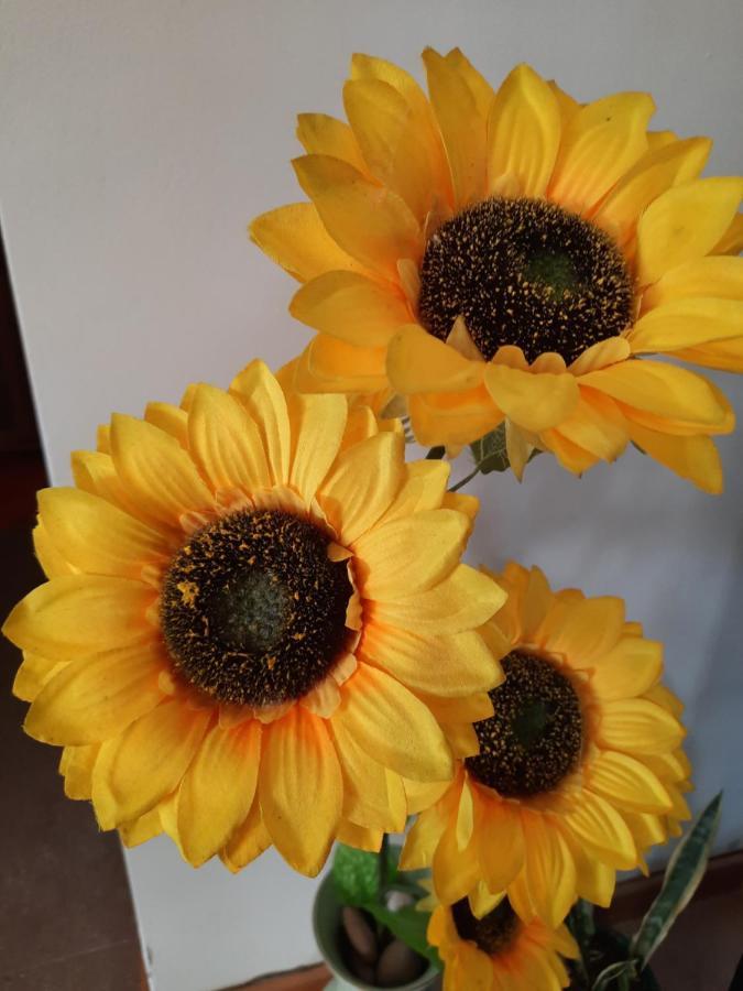 Sunflower Sea View With Magnificent Terrace In Serra Da Pescaria, - Portugal Holiday home *